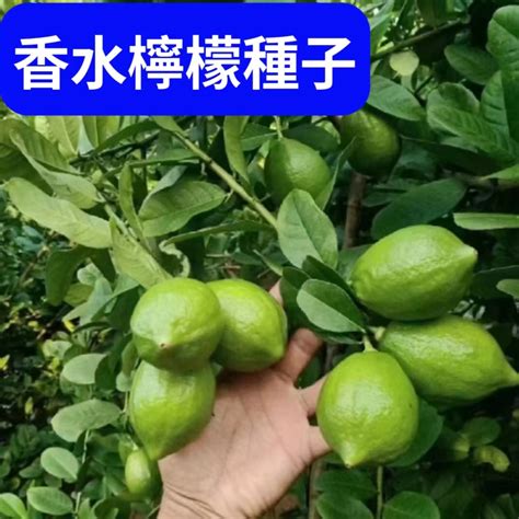 陽台果樹